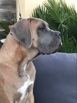 Étalon Cane Corso - Voltaire Des Gardiens Des Sept Collines