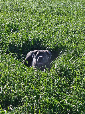 Étalon Cane Corso - Unie Nella Memoria Di Azur