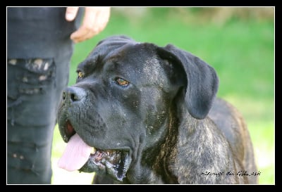 Étalon Cane Corso - Sunny Des Légendes De Jade