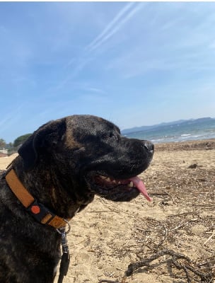 Étalon Cane Corso - Texas Des Gardiens De Cebenna