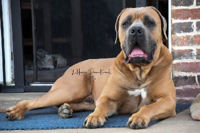 Étalon Cane Corso - Uhlan du temple de jade