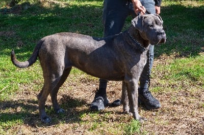 Étalon Cane Corso - Valma's Signature Tatiana