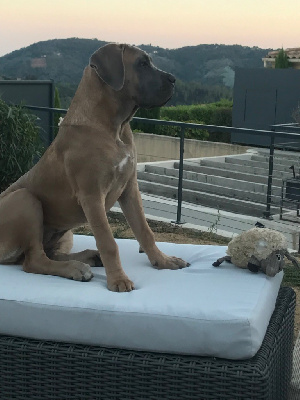 Étalon Cane Corso - Vickie Des Gardiens Des Sept Collines