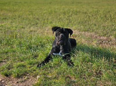 Étalon Cane Corso - Tia des protecteurs du sidh