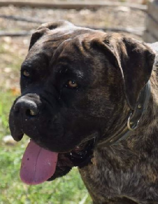 Étalon Cane Corso - Newt Des Gardiens De Wenelzic