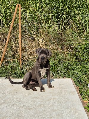 Étalon Cane Corso - Venom Des Diamants Du Colisée Jcm