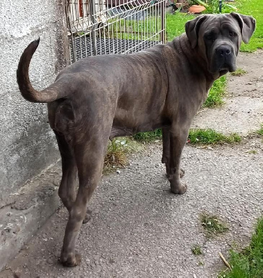 Étalon Cane Corso - Les Molosses Du Courguain Piper