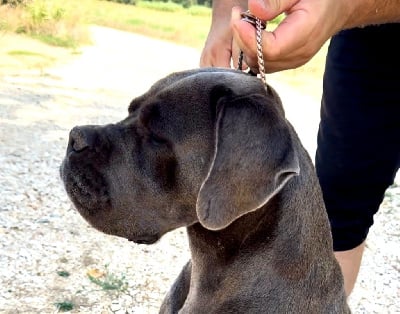 Étalon Cane Corso - CH. Tara Des Gardiens Du Livradois