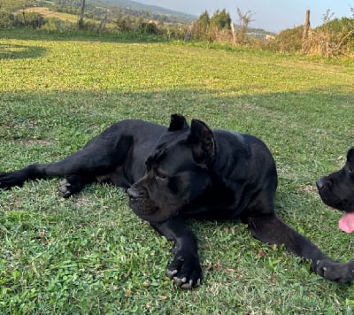 Étalon Cane Corso - Izzy nobile custode