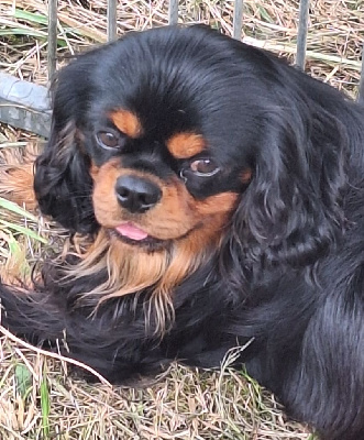 Étalon Cavalier King Charles Spaniel - Twister de Pink'Paradise