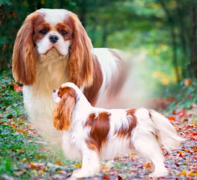 Étalon Cavalier King Charles Spaniel - CH. Fantastic fantasy harmony of life