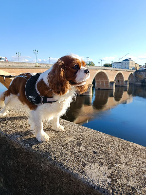 Étalon Cavalier King Charles Spaniel - Titoune de la Cité d'Hinka