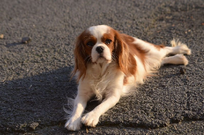 Étalon Cavalier King Charles Spaniel - Sisi imperatrice history dream's