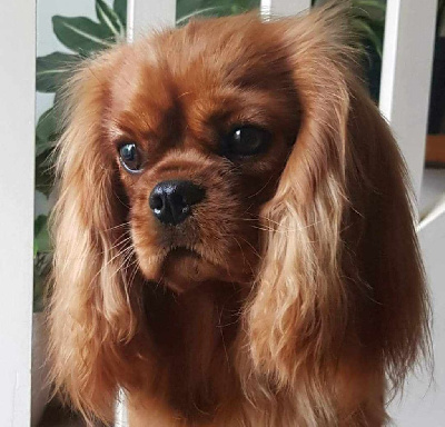 Étalon Cavalier King Charles Spaniel - True colors des petits Anges de Sophie