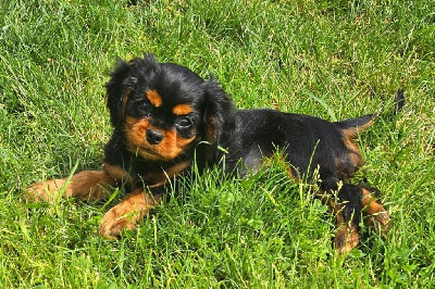 Étalon Cavalier King Charles Spaniel - Violette Des Cavaliers Du Grand Est