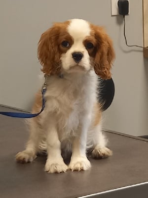 Étalon Cavalier King Charles Spaniel - Vasco de la Cité d'Hinka