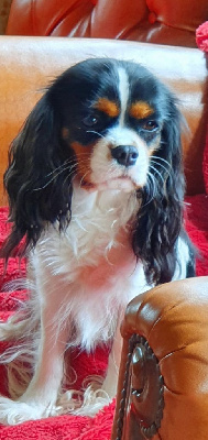 Étalon Cavalier King Charles Spaniel - (Sans Affixe) Shanelle de paline