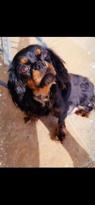 Étalon Cavalier King Charles Spaniel - Sira (Sans Affixe)