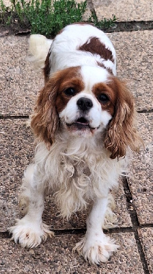 Étalon Cavalier King Charles Spaniel - Ti'punch coco Du Royaume De Victoria