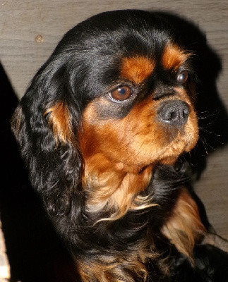 Étalon Cavalier King Charles Spaniel - Soleil des marais de Bremes