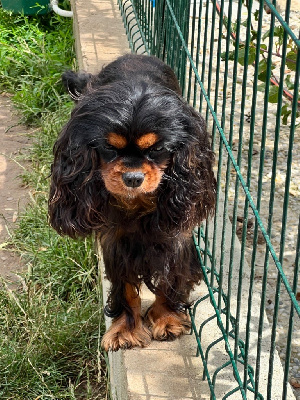 Étalon Cavalier King Charles Spaniel - Oki square Trocadero