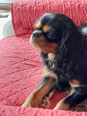 Étalon Cavalier King Charles Spaniel - Tellia Des Senteurs De Provence