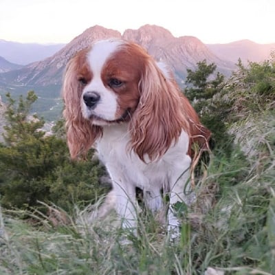 Étalon Cavalier King Charles Spaniel - Slimane du domaine des quatre pattes