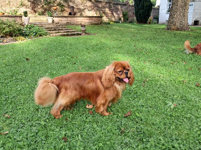 Étalon Cavalier King Charles Spaniel - CH. allegro sonata Irakliy