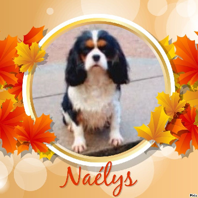 Étalon Cavalier King Charles Spaniel - Naelys de la Cité d'Hinka