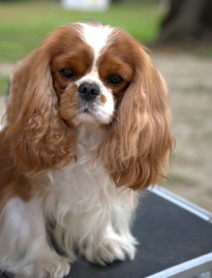 Étalon Cavalier King Charles Spaniel - CH. Tsuky Du Domaine De Mayna Love