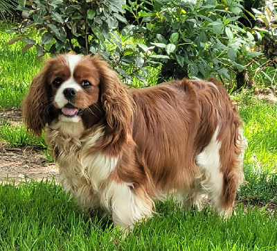 Étalon Cavalier King Charles Spaniel - Thalia du domaine du grand saule