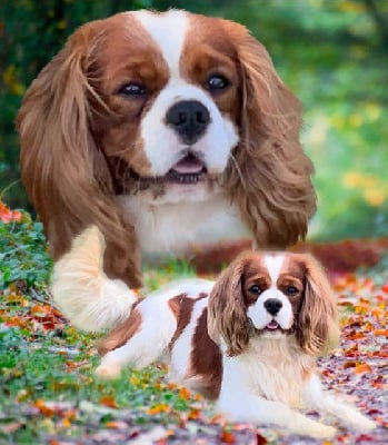 Étalon Cavalier King Charles Spaniel - Pablo (Sans Affixe)}