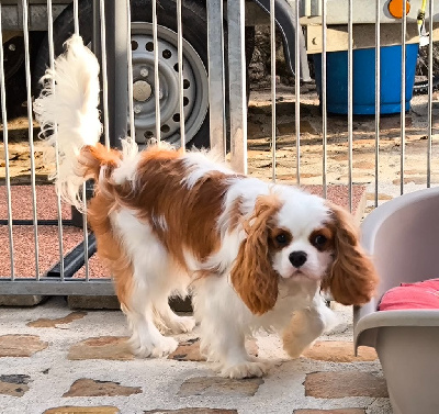 Étalon Cavalier King Charles Spaniel - Ulluco de la Vallée des Corbeaux