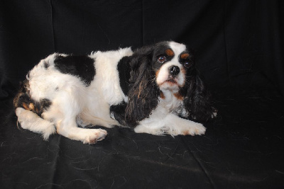 Étalon Cavalier King Charles Spaniel - Sylla de la colline au noir desir