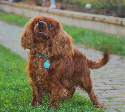 Étalon Cavalier King Charles Spaniel - Pepitto Du Domaine Du Jardin Des Roses