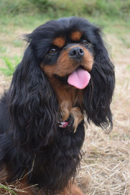 Étalon Cavalier King Charles Spaniel - Txiki beltza Du Castel Des Petits Coeurs