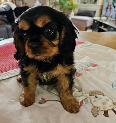 Étalon Cavalier King Charles Spaniel - Vêtue de noir Diamondskane