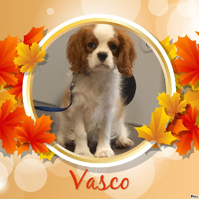 Étalon Cavalier King Charles Spaniel - Vasco de la Cité d'Hinka