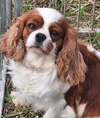 Étalon Cavalier King Charles Spaniel - Rosa lee de la Lande du Médoc