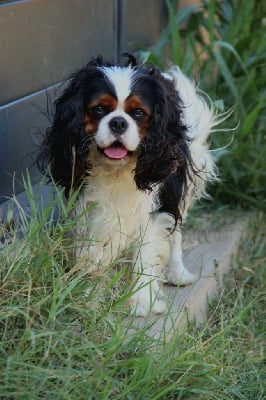 Étalon Cavalier King Charles Spaniel - Unexpected beauty edelweiss De La Plaine D'illiberis