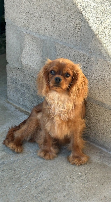 Étalon Cavalier King Charles Spaniel - Very sweet boy De la geode