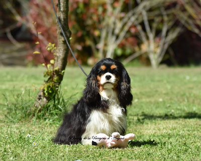 Étalon Cavalier King Charles Spaniel - Trouchka de la bergerie d'argent