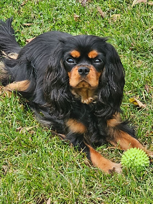 Étalon Cavalier King Charles Spaniel - Uicky des Mémoires Sempiternelles