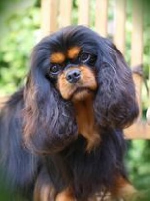 Étalon Cavalier King Charles Spaniel - Rhett buttler des brandes de beaulieu