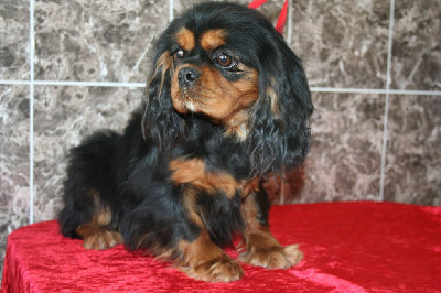 Étalon Cavalier King Charles Spaniel - Sally de la colline au noir desir