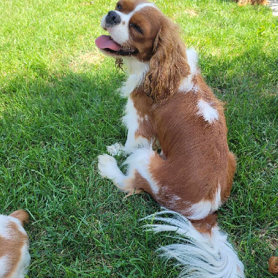 Étalon Cavalier King Charles Spaniel - Une victoire Du Castel Des Petits Coeurs