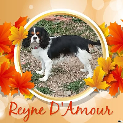 Étalon Cavalier King Charles Spaniel - Reyne damour des Joyaux d'Alésia