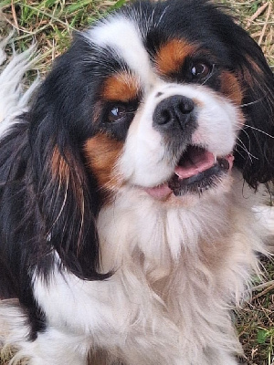 Étalon Cavalier King Charles Spaniel - Texas Du murat