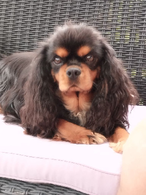 Étalon Cavalier King Charles Spaniel - Tsitsista Du Rougaillou