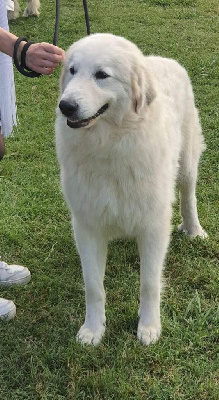 Étalon Chien de Montagne des Pyrenees - Tessa de la Vallée des Chtis Patou